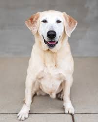 Longmont Humane Society