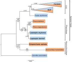 Image result for Danthoniopsis dinteri
