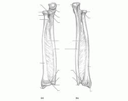 Find the perfect radius bone stock illustrations from getty images. Radius And Ulna