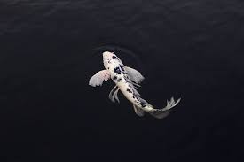 We did not find results for: 400 Koi Fish Pictures And Images For Free