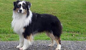 The goal when producing the miniature australian shepherd was to develop a small herder and guardian who had the qualities of the larger australian shepherd but was smaller in size. Australian Shepherd Breed Information