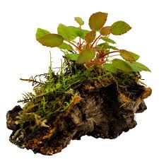 Image result for Begonia vankerckhovenii