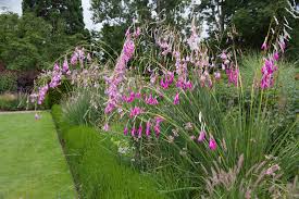 Image result for Dierama densiflorum