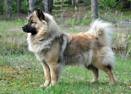 Take a peek at some of our current most popular breeds and channel a little still have questions about california puppies? Eurasian Dog Eurasiers Are Calm Even Tempered Dogs They Are Watchful And Alert Yet Reserved Towards Strangers Withou Eurasier Unique Dog Breeds Eurasian Dog