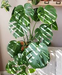 Monstera Deliciosa With Images Plant Decor Plants Artificial Plants
