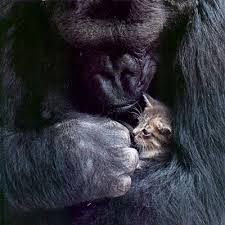 Interspecies Mommying Unlikely Animal Friends Animals Friendship Animals Friends