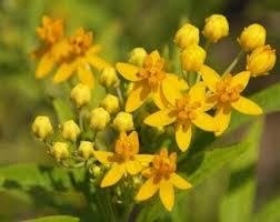 Image result for Galpinia transvaalica