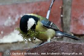 Die brutzeit der blaumeise beginnt mitte april. Kohlmeise Steckbrief Brutzeit Lebensraum Eier Bilder Referat