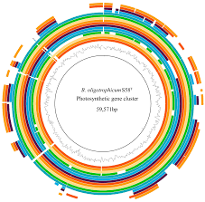 Image result for Aeschynomene sp. B