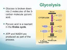 C6h12o6 + 6o2 6h2o + 6co2 + energy (atp) glucose + oxygen gas water + carbon dioxide + atp 1 3. 9 2 The Process Of Cellular Respiration Ppt Download