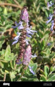 Image result for Coleus neochilus