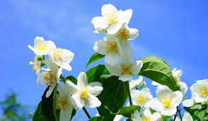 Ecco tutte le risposte di pianta dai profumatissimi fiori bianchi in spighe. Fiori Profumati Idee Green