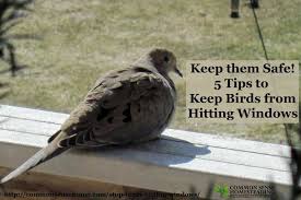 Stop Birds Hitting Windows 5 Tips To Protect Our Feathered Friends Birds Windows Simple Tricks