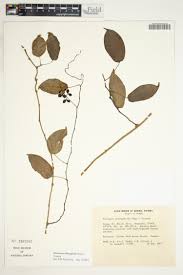 Image result for Tinospora fragosa