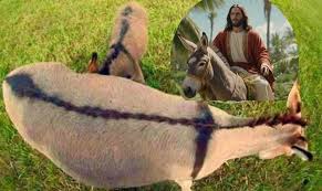 Did you know? A Donkey is the only animal in the world with a cross on its  back, Jesus the Messiah came into Jerusalem on the cross and he also left  Jerusalem