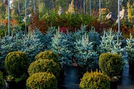 We did not find results for: Small Evergreen Trees Nick S Garden Center Nursery Denver Co