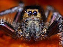 Check spelling or type a new query. The Scariest Thing About Global Warming Giant Super Fast Spiders