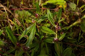 Image result for Spermacoce natalensis