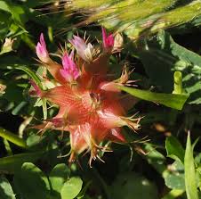 Image result for Trifolium spumosum