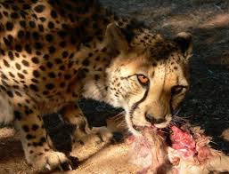 I have four legs and i am a pet. What Do Cheetahs Eat Cheetah Diet