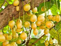 Burmese Grape Fruit Fruit Names Grapes