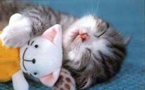 Even Cats Like Sleeping With Their Favorite Stuffed Animal Kittens Cutest Sleeping Animals Cute Animals