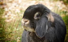 Le Lapin Belier Comment L Elever A La Maison Nos Conseils