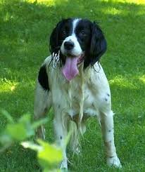 Most owners clip their english springer spaniels at least somewhat and certainly trim around the legs, feet and ears. English Springer Spaniel Dog Breed Pictures 2
