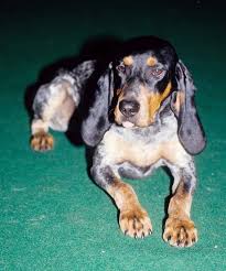 Image result for lucernský honič