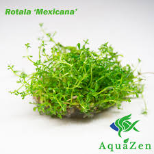 Image result for Rotala mexicana
