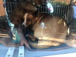 Check spelling or type a new query. Truckload Of Rescued Chihuahuas To Be Put Up For Adoption In Dc Wtop
