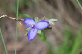 We did not find results for: Wild Florida Wild Flowers In Bloom Florida Field Notes