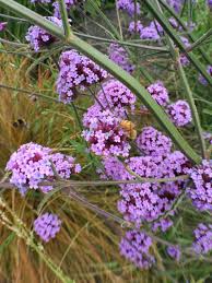 Learn how to do just about everything at ehow. How Do I Prune Verbena Bonariensis Gardening Landscaping Stack Exchange