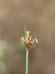 Image result for Bulbostylis scabricaulis