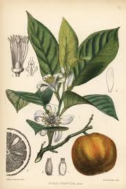 Image result for Citrus × aurantium