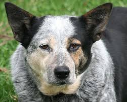 Bluey The World S Oldest Dog Ever Bluey Born In 1910 Lived In A Farm In Australia For Up To 29 Years And 5 Blue Heeler Dogs Old Dogs Austrailian Cattle Dog