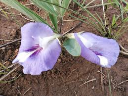 Image result for Clitoria kaessneri