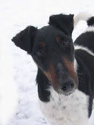 Image result for foxteriér hladkosrstý