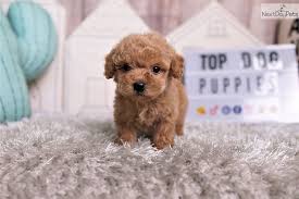 Find the perfect puppy for sale in orange county, california at next day pets. Mattie Malti Poo Maltipoo Puppy For Sale Near Orange County California C4683662 3c31
