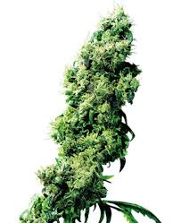 No other seed bank comes close to the number of cannabis cup awards won. Sensi Seeds