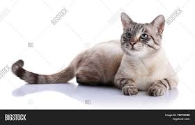 Most tabbies have stripes across my daughters tabby gave birth to a beige and faun tabby with blue eyes he has dark tabby tail and ears what would those colours say about his genetics. Striped Blue Eyed Cat Image Photo Free Trial Bigstock