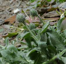 Image result for Micractis