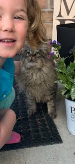 Lost pet in Lake in the Hills area