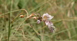 Image result for Gladiolus pretoriensis