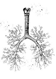 Bronchial Tree 3 By Erzebet S Lungs Art Anatomy Art Human Anatomy Art