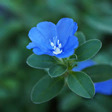 Image result for Evolvulus