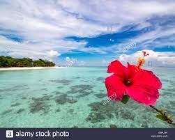 Hibiscus Flowers Beach High Resolution Stock Photography And Images Alamy