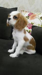 Izzy J Adli Kullanicinin Animals Panosundaki Pin King Charles Cavalier King Charles Evcil Hayvanlar