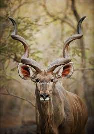 Graceful Kudu In Marloth Park Kruger National Park South Africa Wildlife Animal Photography Wildlife Wild Animals Photography South Africa Wildlife