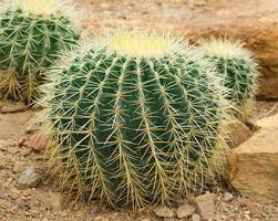 Baja, arizona, california, texas, and central mexico. Desert Plants Lovetoknow